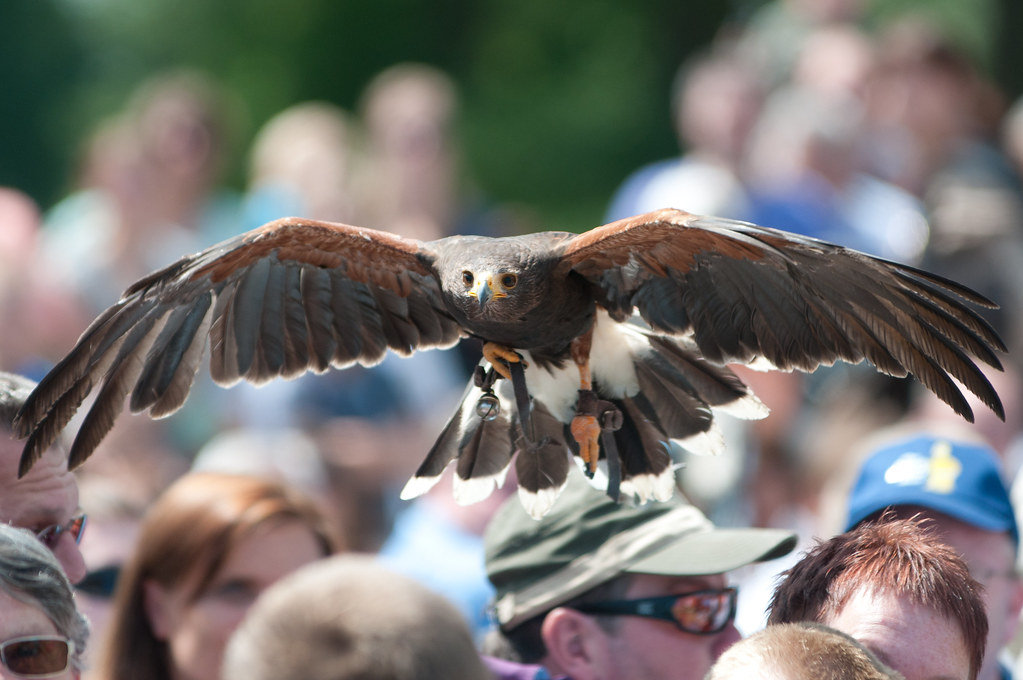 Roofvogelshow Museum/nl\